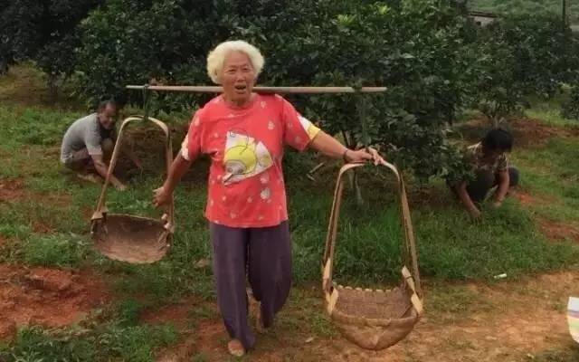 新农人之76岁“女版褚时健”彭老太