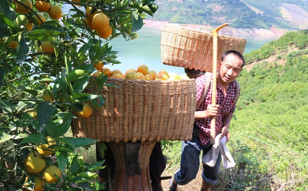 【湖北秭归夏橙/伏令夏橙】品嘉宜康夏橙，看秭归美女！