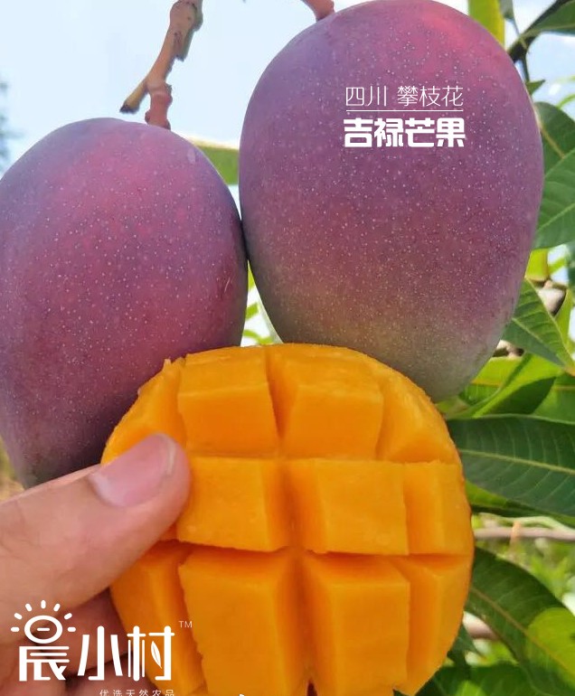 【天然农品品牌“晨小村”】“攀枝花吉禄芒果”7月份上市 欢迎渠道对接