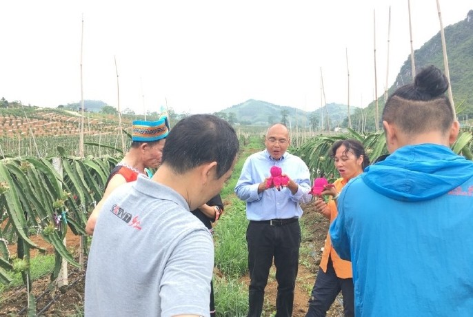 【小巨蛋家庭农场：火龙果】红心火龙果陆续上市，欢迎各大团队、渠道对接