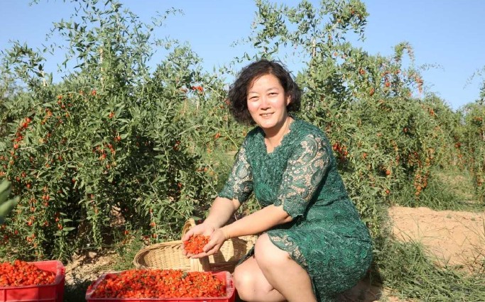 【宁夏中卫农特产品供应 原产地】欢迎有销售渠道的个人、团队、平台洽谈合作！