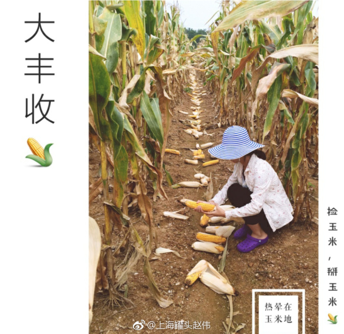 【想回农村 ！现在机会来了】预约报名秋天来我家掰玉米了 掰到你高兴为止