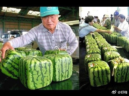 方形西瓜