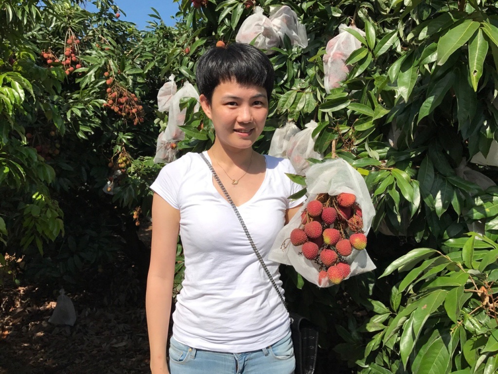 【套袋荔枝】华南农业大学做的试点 荔枝品质更好、食用更安全