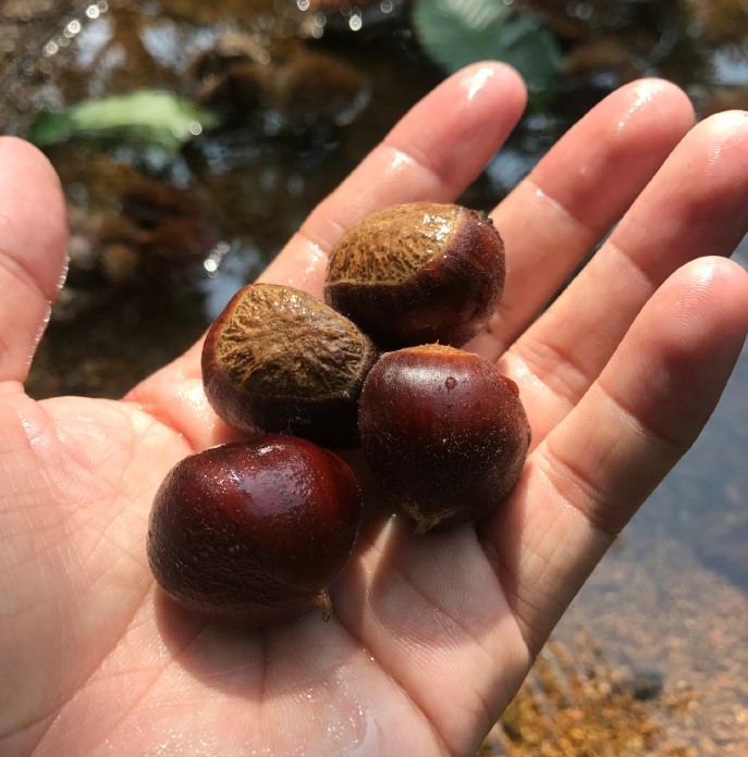 【鲜达果园 沂蒙山百年老树毛栗开售了】纯野生的栗香味，想尝鲜的开始约起来吧！