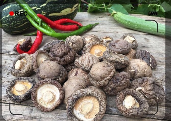 【景语菇 优质金钱菇】专注自有基地的野外香菇种植 产地直供，欢迎对接！