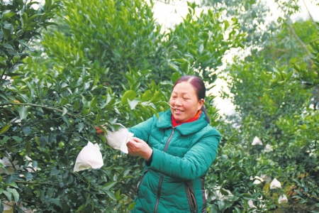 姚庆英在地里查看果树的挂果情况