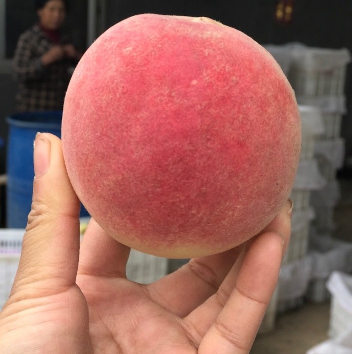 【蒙阴：爆品雪蜜桃】鲜达果园专注沂蒙山鲜果和农产品 今年最后一款桃子在售！