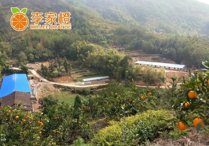 【赣南脐橙 李家橙】有脐橙基地50余亩 现寻求渠道商、企业团购、分销平台资源的对接！