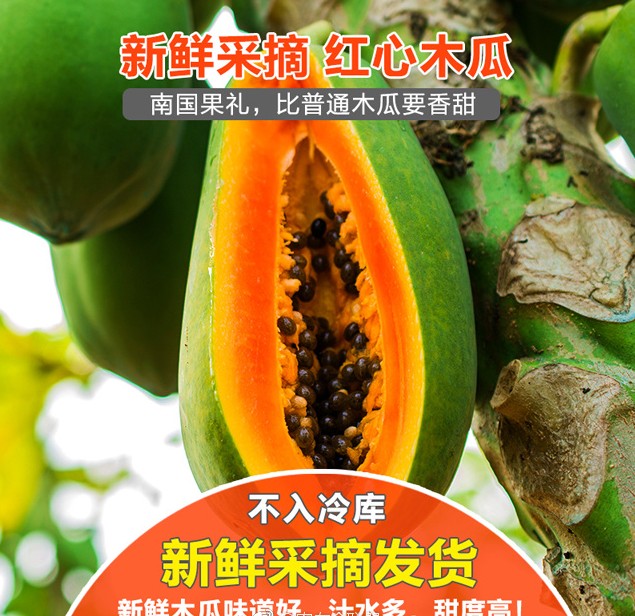 徐闻冰糖 红心木瓜