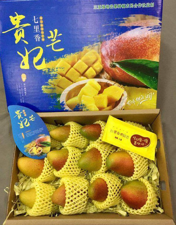 【七里香树上熟贵妃芒】—种最好的芒果