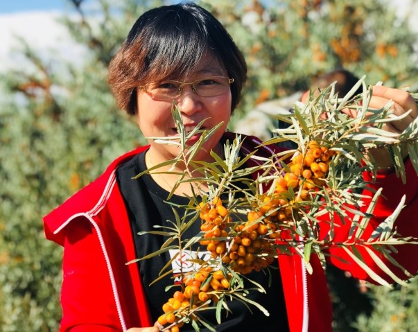 25万亩大果沙棘种植示范基地