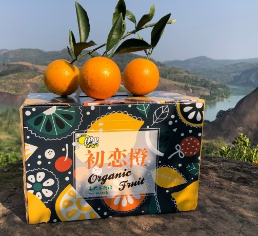 初恋橙（永兴冰糖橙）