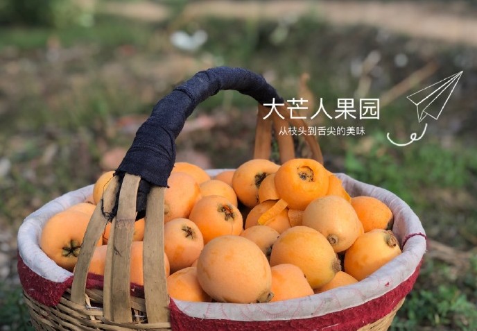 大芒人果园