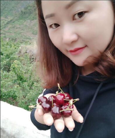雅安汉源露天大樱桃