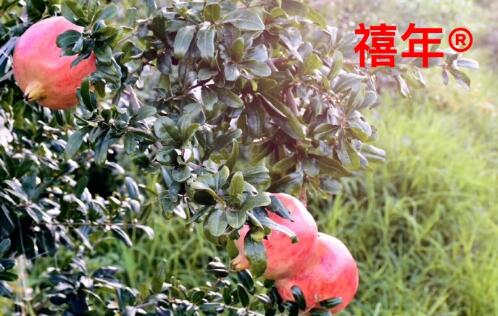 石榴