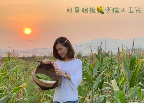 云南·村里粗粮香糯小玉米