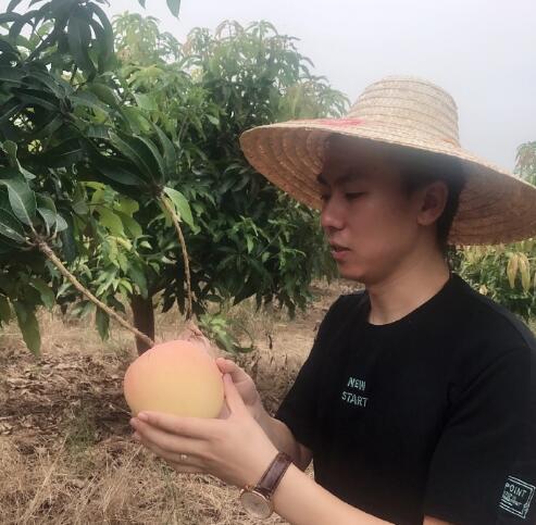 广西百色澳芒