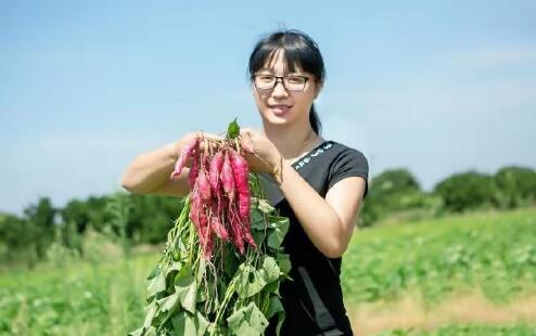 天目山小香薯