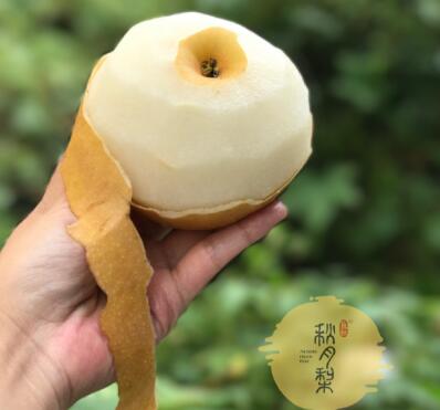 觅秋 秋月梨