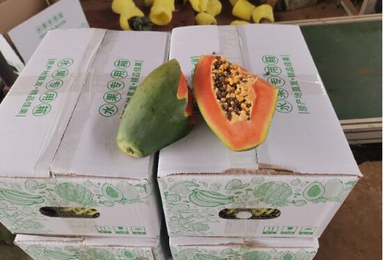 雷州冰糖红心木瓜