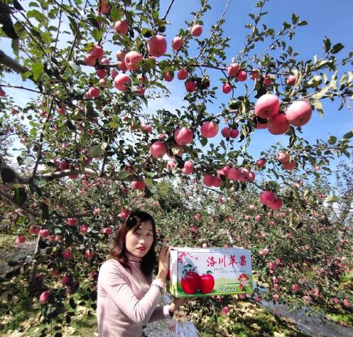 洛川红富士苹果 丰美果业20191027