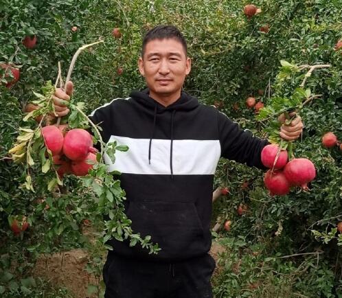 新疆和田皮亚曼石榴