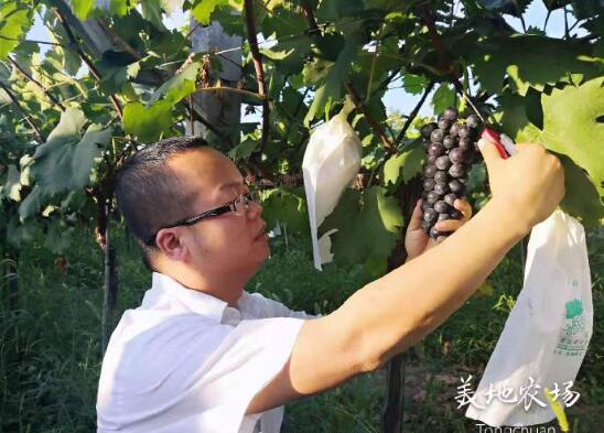 葡萄：美地青提和美地户太八号