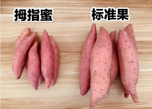 烟台烟薯25供应商