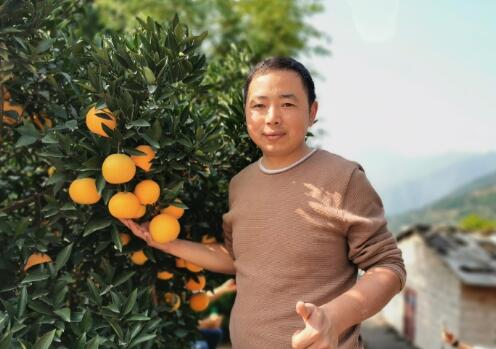 橙盟鲜果 专注橙子事业