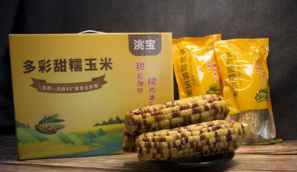 洮宝多彩甜糯玉米