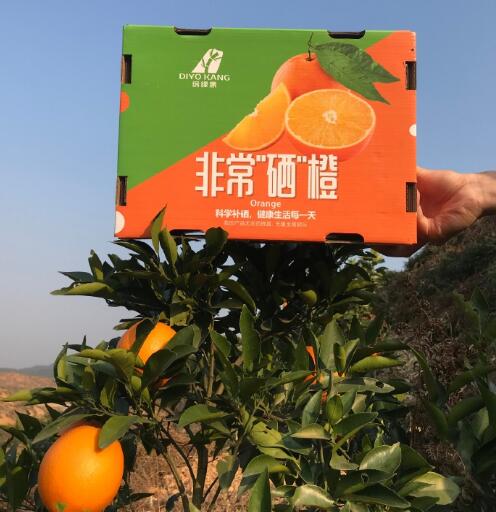 富硒脐橙12月中旬上市
