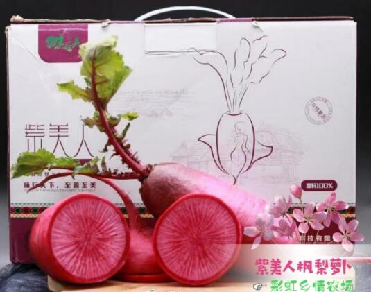 紫美人天津枫梨萝卜