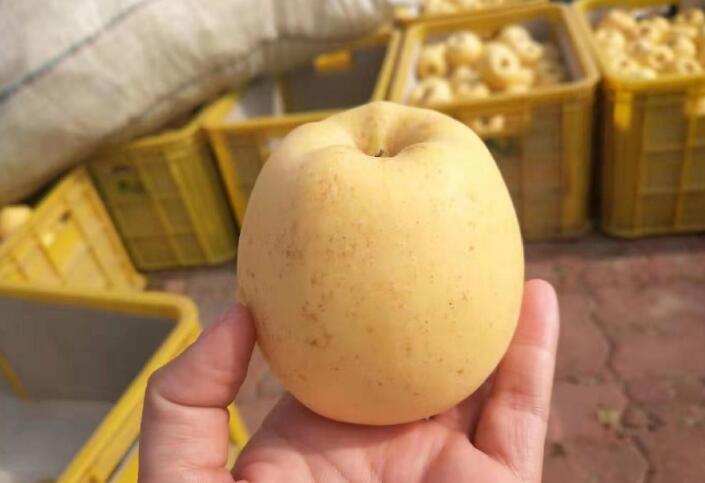 维纳斯金星苹果