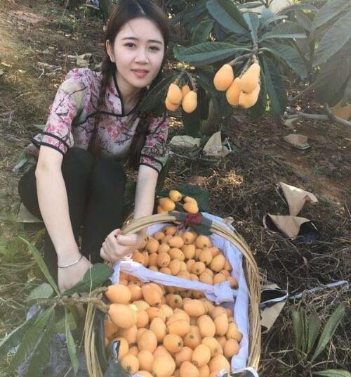 枇杷果