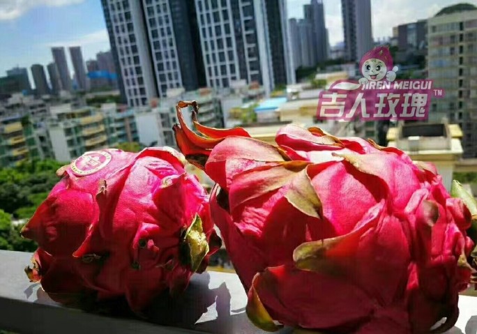 吉人玫瑰火龙果20170722