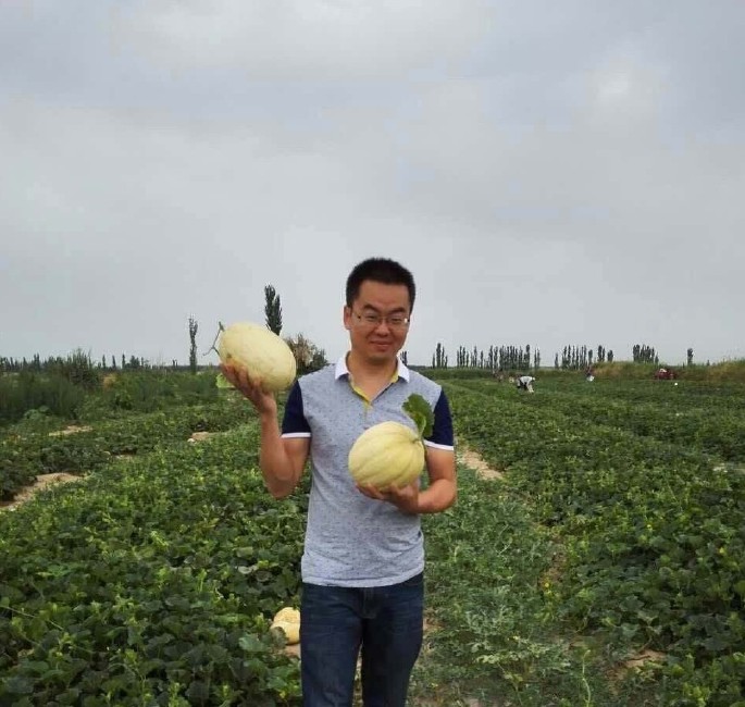 【兵团农哥 新疆原生态葡萄和哈密瓜】为客户定制种植各品种农家肥哈密瓜和葡萄