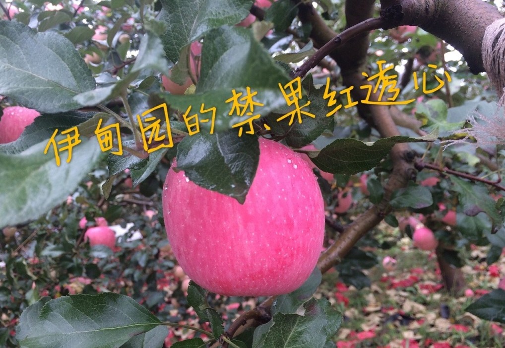 【宜川苹果 伊甸园家庭农场】诚招各大城市代理，支持一件代发