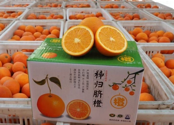 湖北秭归：秭归伦晚甜橙