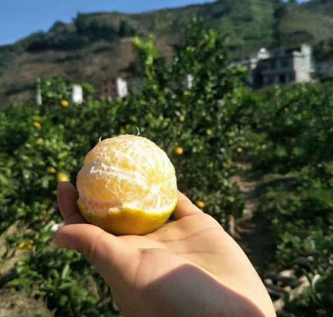 广西贡柑：当季的皇帝柑