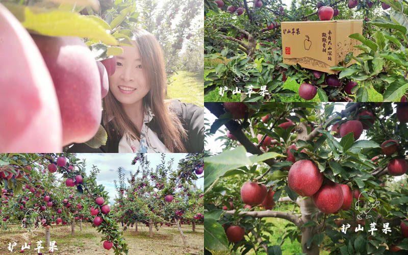 甘肃花牛苹果20201029