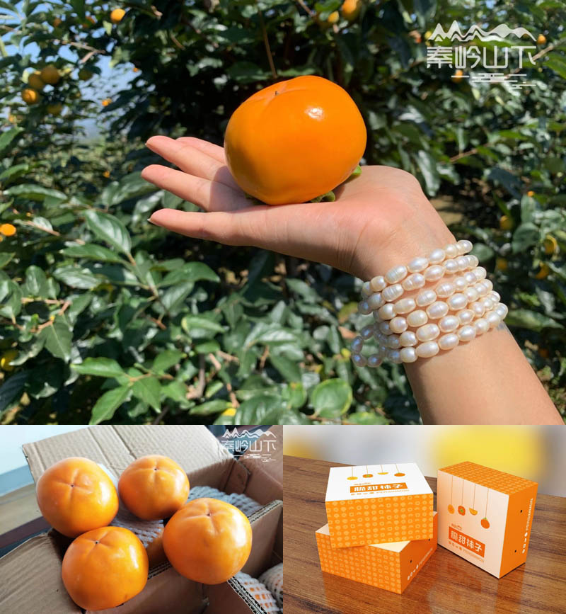 秦岭山下脆甜柿子