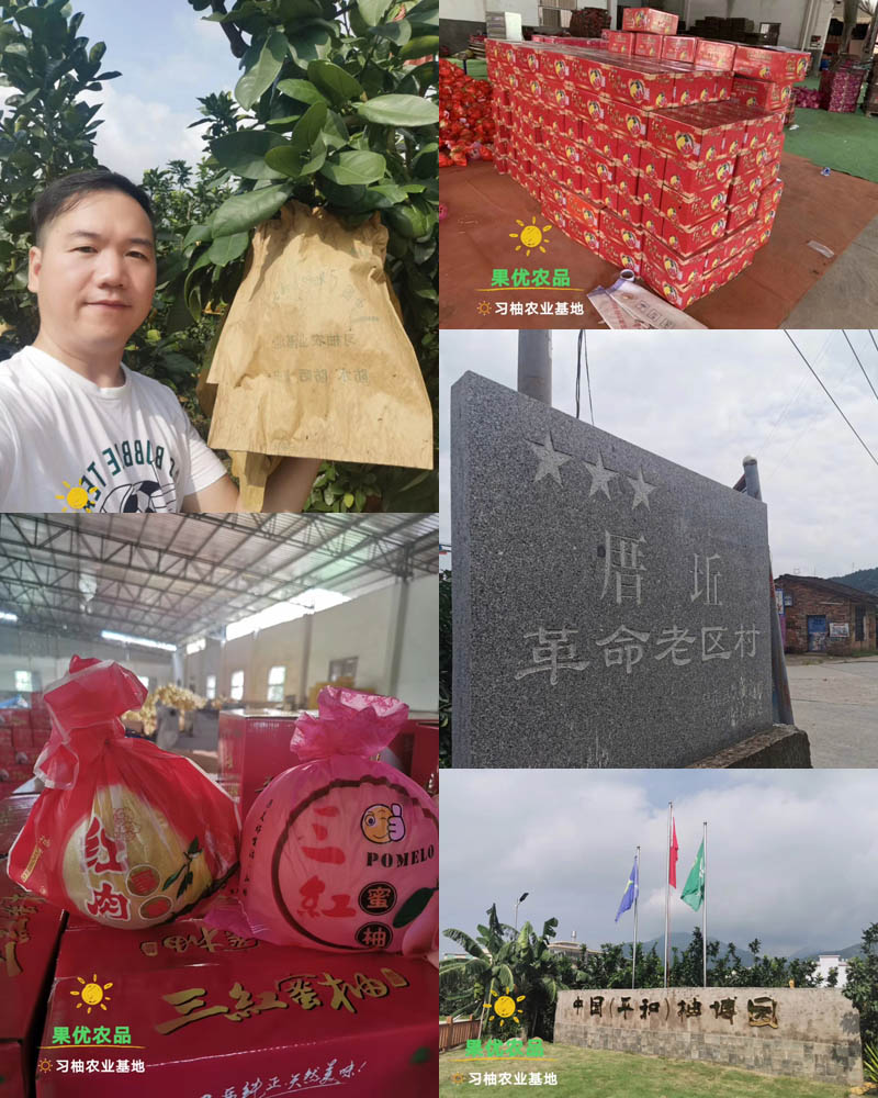 正宗琯溪蜜柚2020106