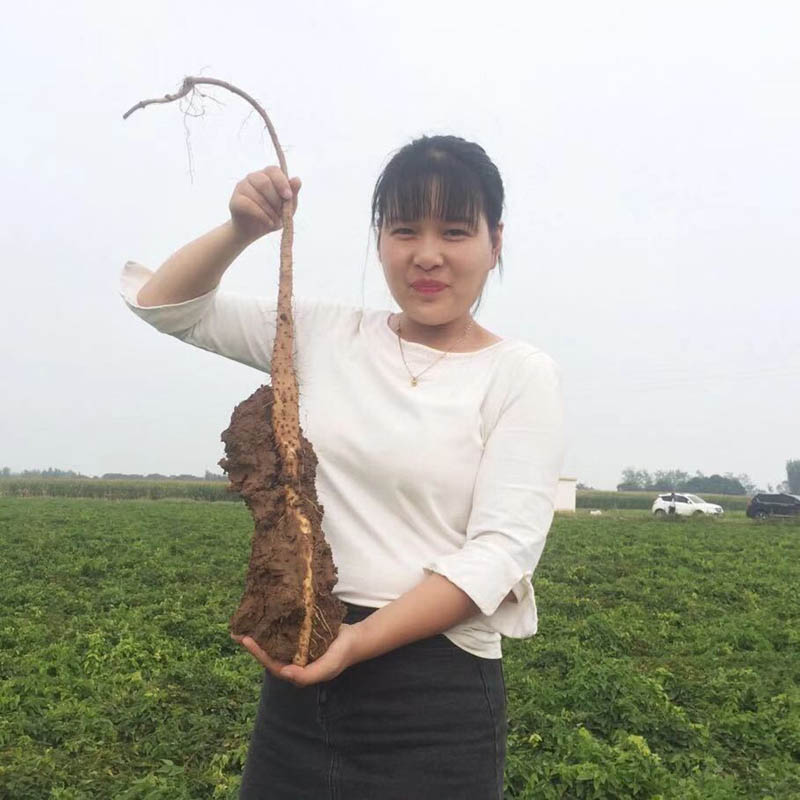 好一根铁棍山药20201216