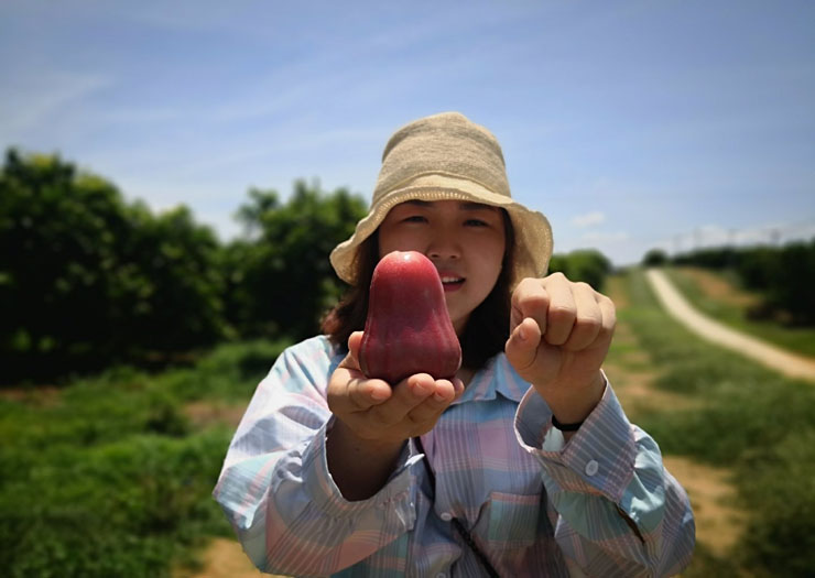 海南富山莲雾皇