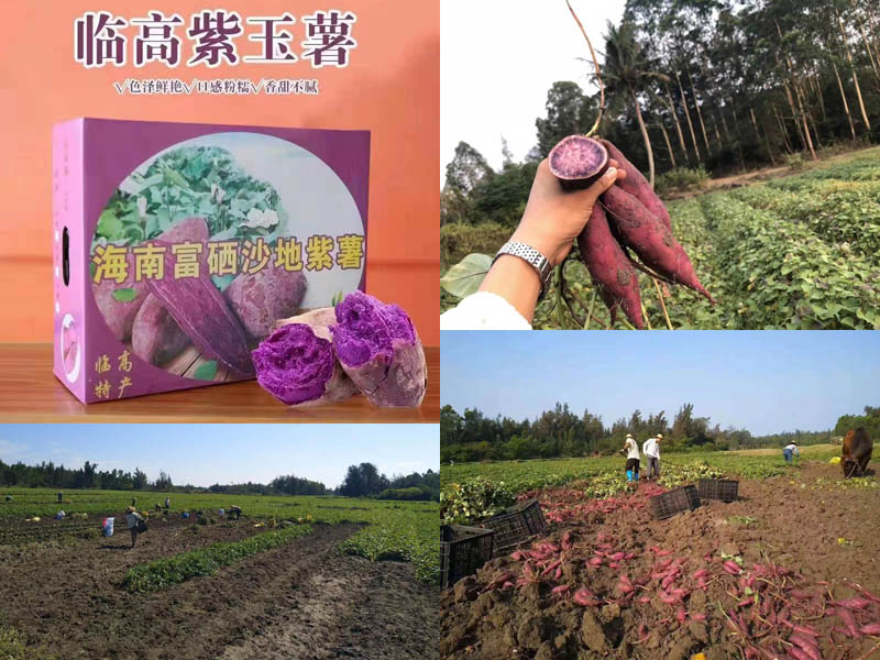 临高富硒沙地紫薯20210401