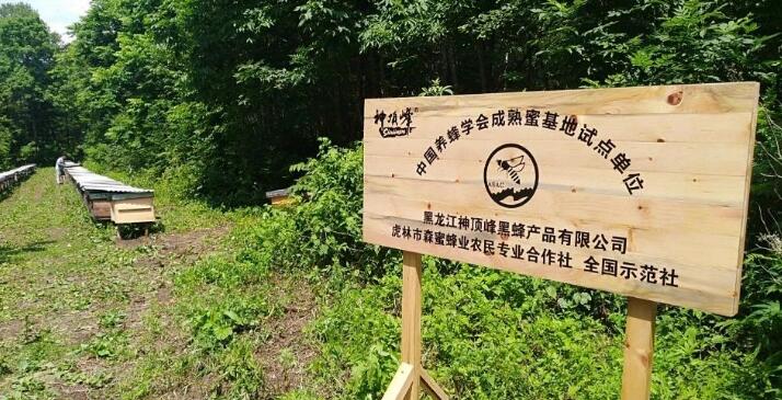 虎林市森蜜蜂业专业合作社