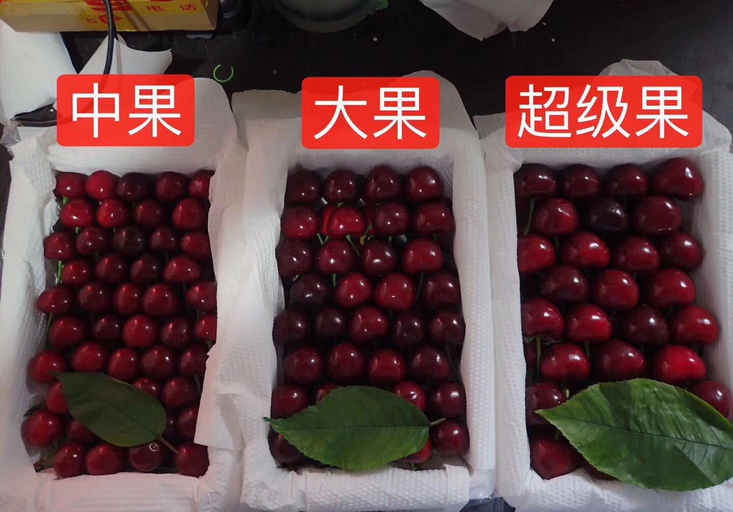 乡颐源：烟台大樱桃（美早）