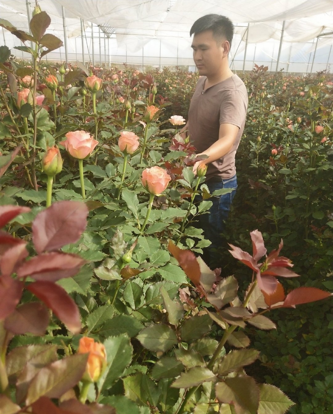 云南花儿到家 鲜花供应商
