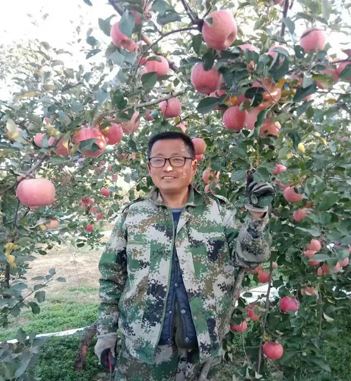山东栖霞红富士苹果